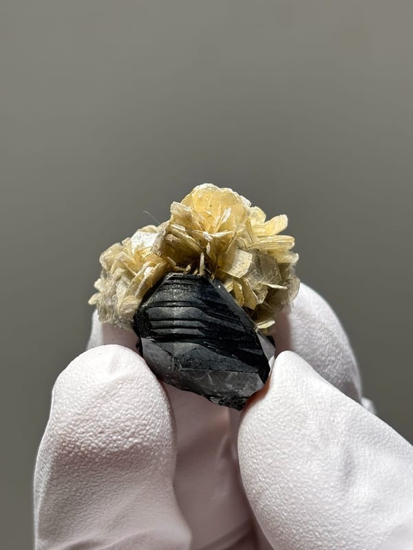 Tiny black cassiterite with golden mica rosette from Xuebaoding, Sichuan, China, held in gloved hand