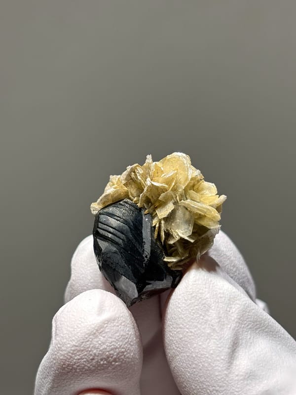 Tiny black cassiterite with golden mica rosette from Xuebaoding, Sichuan, China, close-up of the crystal faces