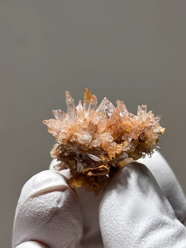 Spray of peach gypsum needles from Guizhou, China, held in gloved hand