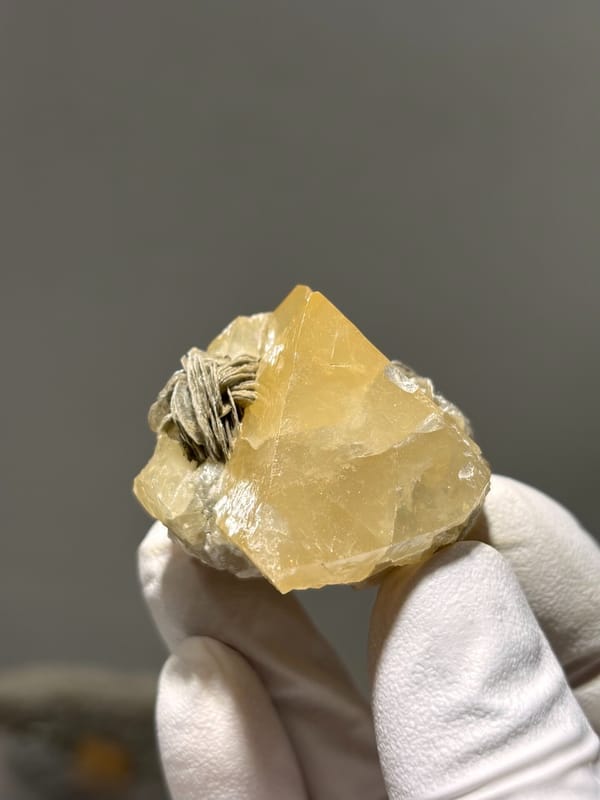 Large honey scheelite with mica rosette from Xuebaoding, Sichuan, China, held in gloved hand