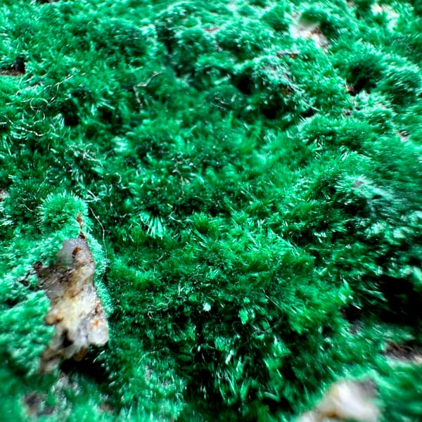 Velvet green moss malachite covering a rounded matrix from Yunnan, China, close-up of the crystal faces