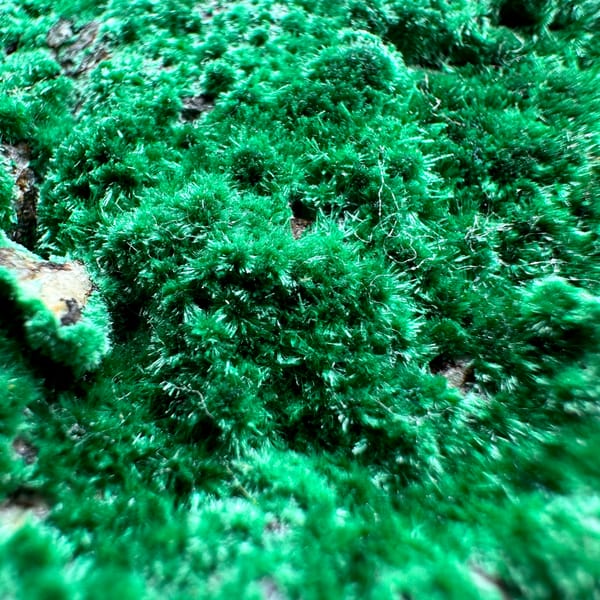Velvet green moss malachite covering a rounded matrix from Yunnan, China, reverse side