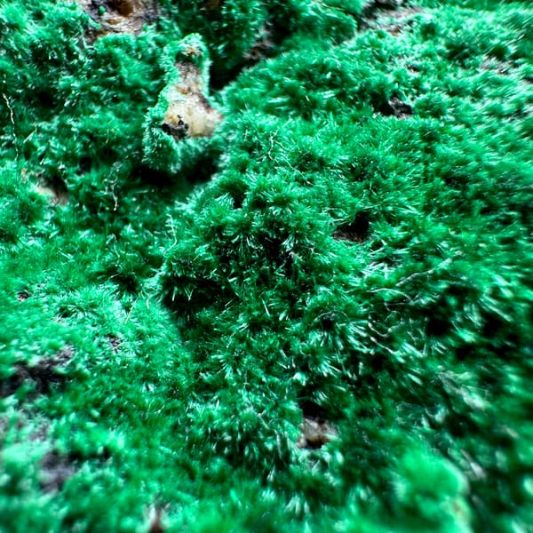 Velvet green moss malachite covering a rounded matrix from Yunnan, China, top view