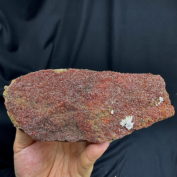 Slab covered in fine red vanadinite druse with aragonite from Morocco, held in hand