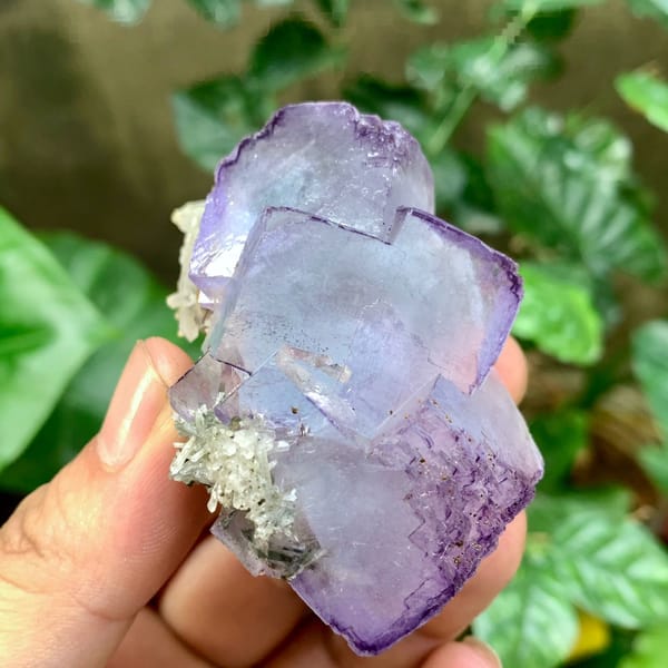 Large blue fluorite cubes with purple rims and quartz from Yaogangxian Mine, Hunan, China