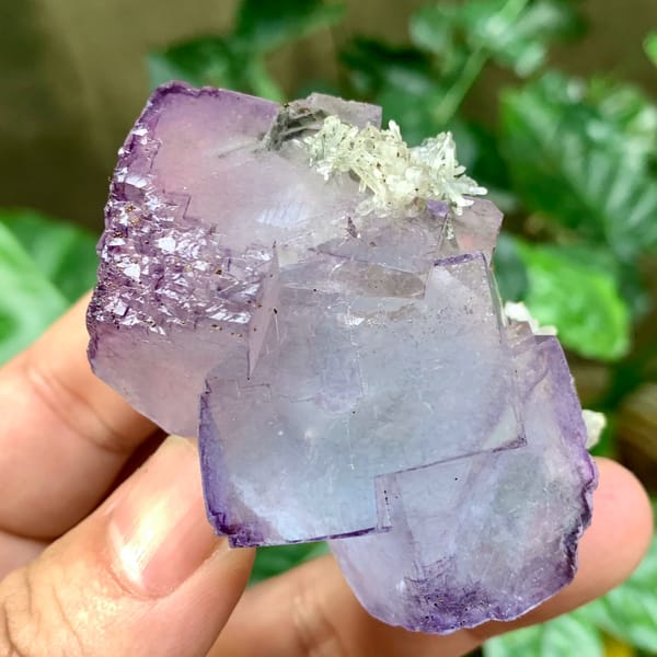 Large blue fluorite cubes with purple rims and quartz from Yaogangxian Mine, Hunan, China, reverse side