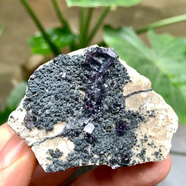 Transparent purple-rimmed fluorite cubes on dark mica from Yaogangxian Mine, Hunan, China