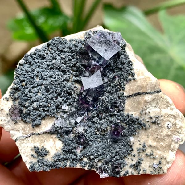 Transparent purple-rimmed fluorite cubes on dark mica from Yaogangxian Mine, Hunan, China, second angle
