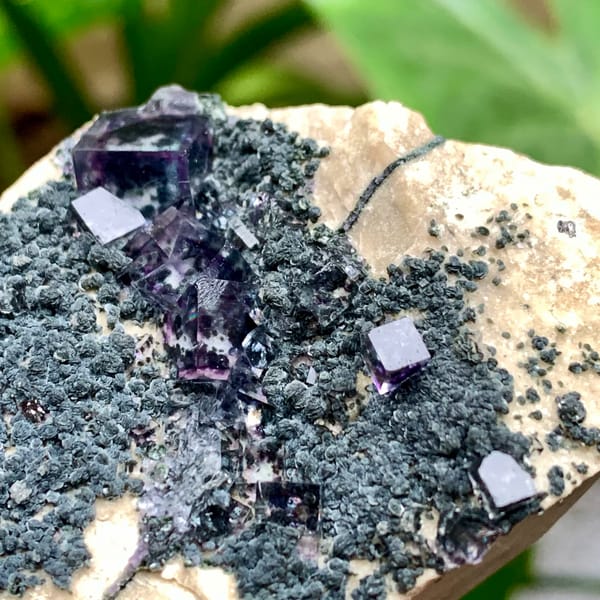 Transparent purple-rimmed fluorite cubes on dark mica from Yaogangxian Mine, Hunan, China, close-up of the crystal faces