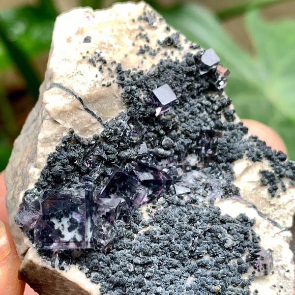 Transparent purple-rimmed fluorite cubes on dark mica from Yaogangxian Mine, Hunan, China, reverse side