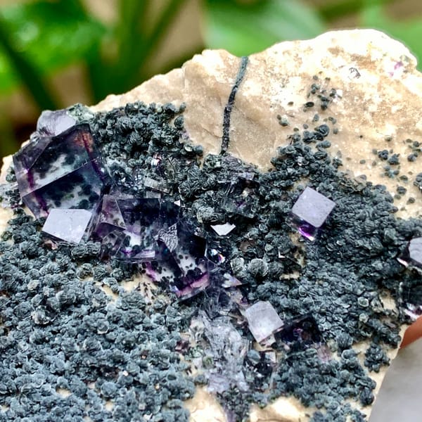 Transparent purple-rimmed fluorite cubes on dark mica from Yaogangxian Mine, Hunan, China, top view