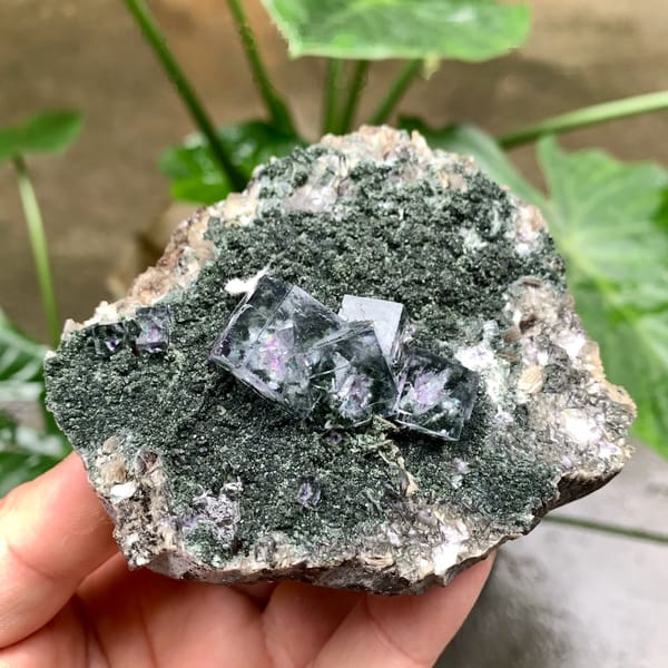 Purple-cored transparent fluorite cubes on green mica from Yaogangxian Mine, Hunan, China