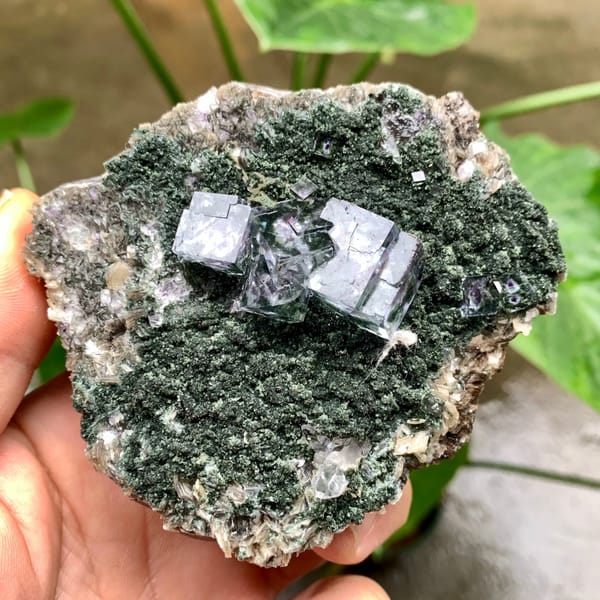 Purple-cored transparent fluorite cubes on green mica from Yaogangxian Mine, Hunan, China, close-up of the crystal faces