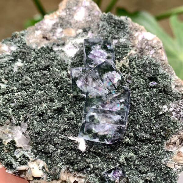 Purple-cored transparent fluorite cubes on green mica from Yaogangxian Mine, Hunan, China, reverse side