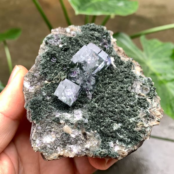 Purple-cored transparent fluorite cubes on green mica from Yaogangxian Mine, Hunan, China, top view
