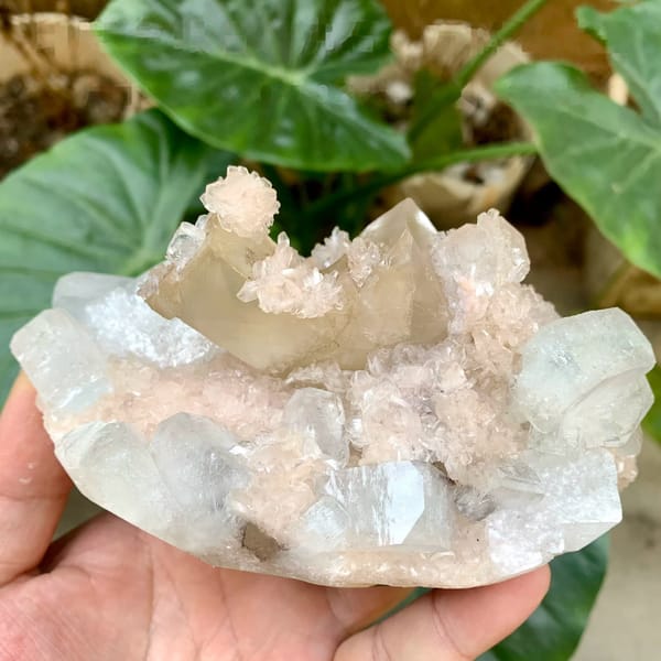 Large apophyllite plate with pink stilbite and calcite from India, held in hand