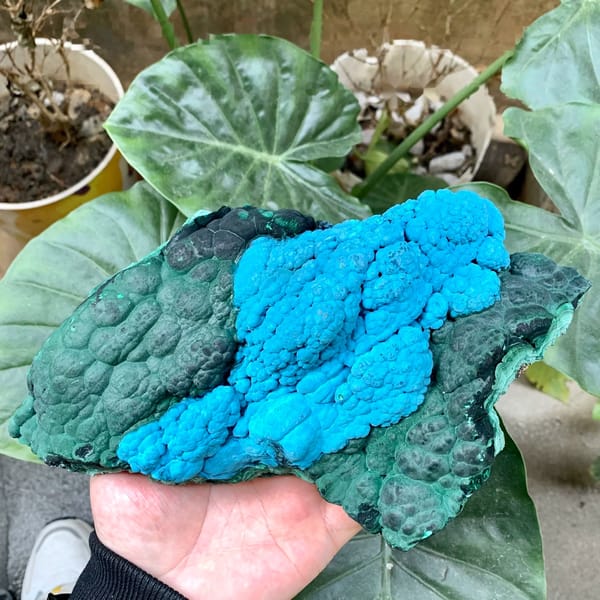 Large slab of blue chrysocolla over green malachite from Chile, held in hand