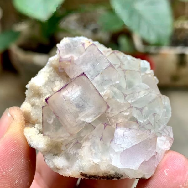 Glassy purple-edged fluorite cubes on white quartz from Guizhou, China, held in hand