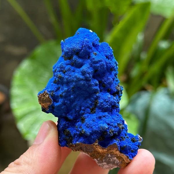 Electric-blue azurite crust covering fluorite from Yunnan, China, held in hand
