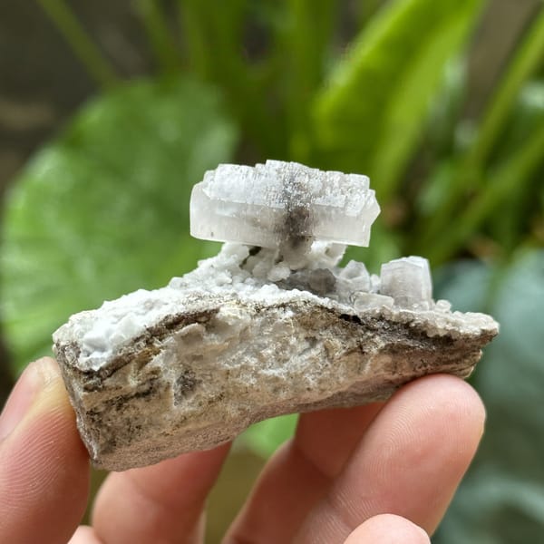 White calcite crystal with black inclusions on dark rock from Fujian, China, detail of the matrix contact