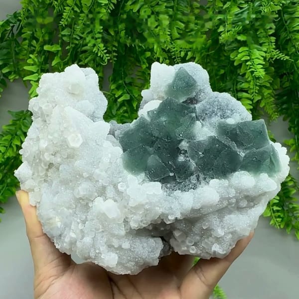 Dark green fluorite octahedra in white quartz and calcite from Fujian, China, held in hand