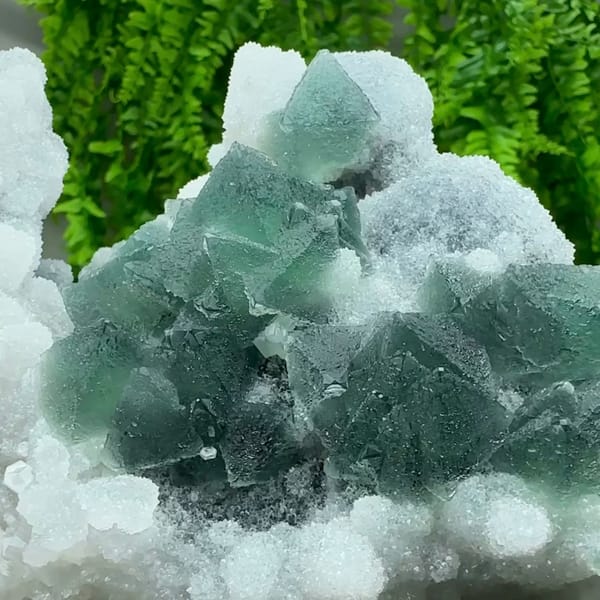 Dark green fluorite octahedra in white quartz and calcite from Fujian, China, top view