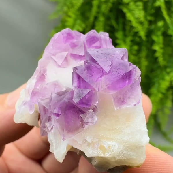 Vivid pink-purple fluorite octahedra on white quartz from Zhejiang, China, close-up of the crystal faces