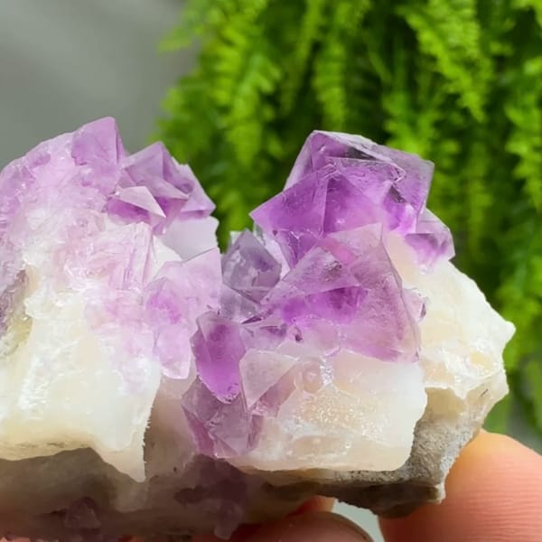 Vivid pink-purple fluorite octahedra on white quartz from Zhejiang, China, reverse side