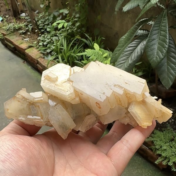 Row of tabular peach calcite crystals from Fujian, China, reverse side