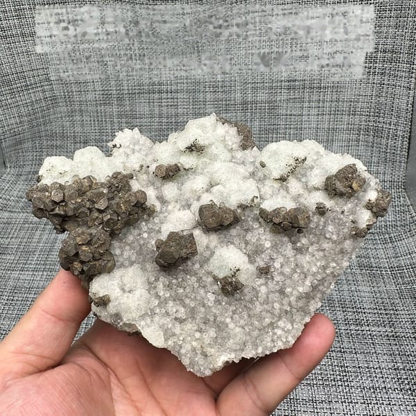 Chocolate-brown calcite clusters on white sugar fluorite plate from Fujian, China, held in hand