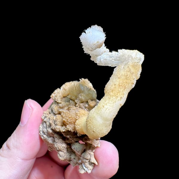 Curling white and yellow aragonite stalactite from Guizhou, China, reverse side