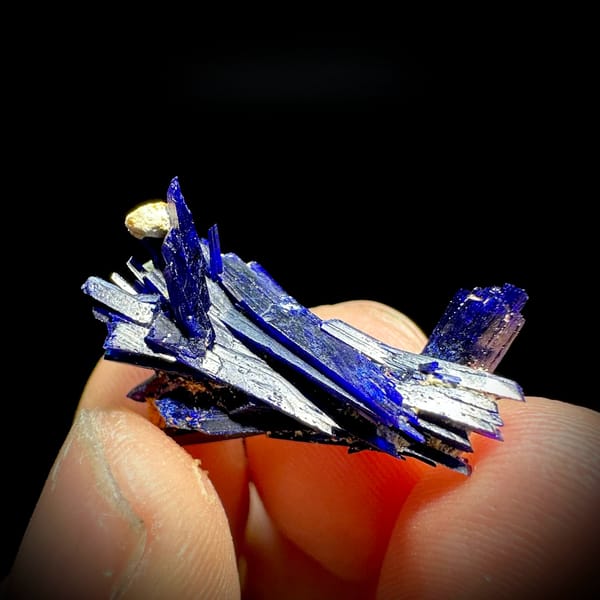 Tiny electric-blue azurite blade floater from Morocco, held in hand