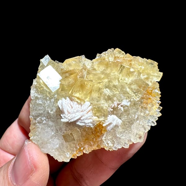 Glassy yellow fluorite cubes with white baryte tuft from Beijing, China, close-up of the crystal faces