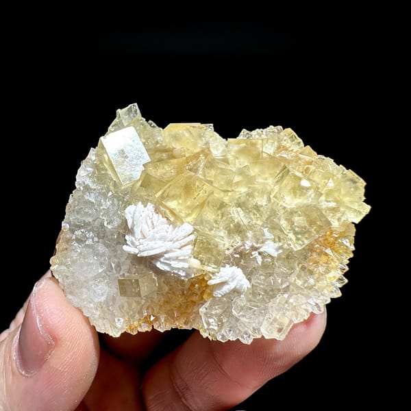 Glassy yellow fluorite cubes with white baryte tuft from Beijing, China, detail of the matrix contact