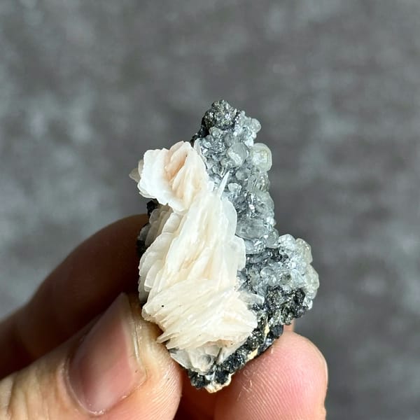 Peach baryte petal-fan on dark matrix with cerussite from Morocco, held in hand
