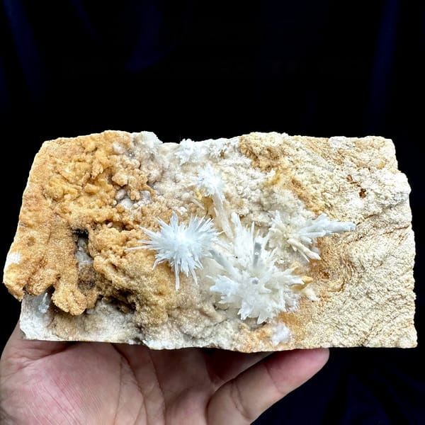 White aragonite flowers on tan sandstone block from Yunnan, China, held in hand