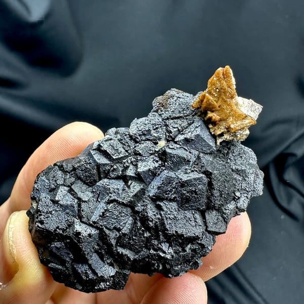 Black magnetite crystals with golden helvine tuft from Inner Mongolia, China, held in hand