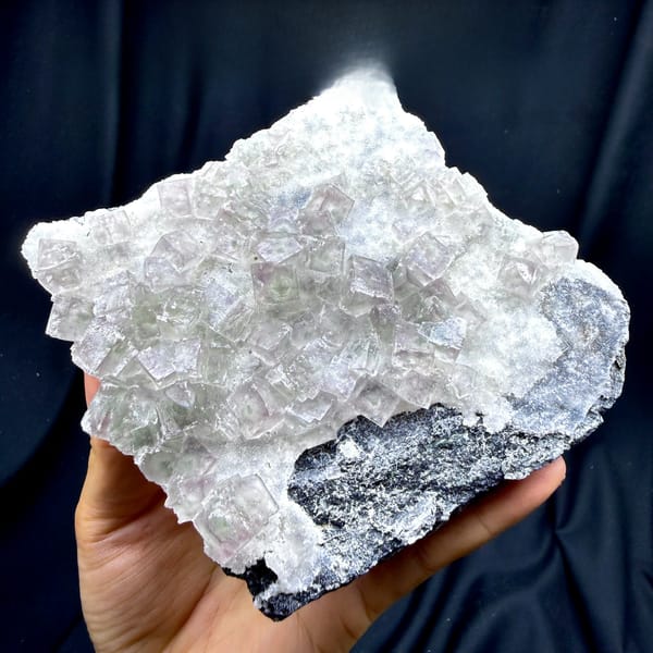 Plate of pale pink-green fluorite cubes on dark quartz from Henan, China, held in hand