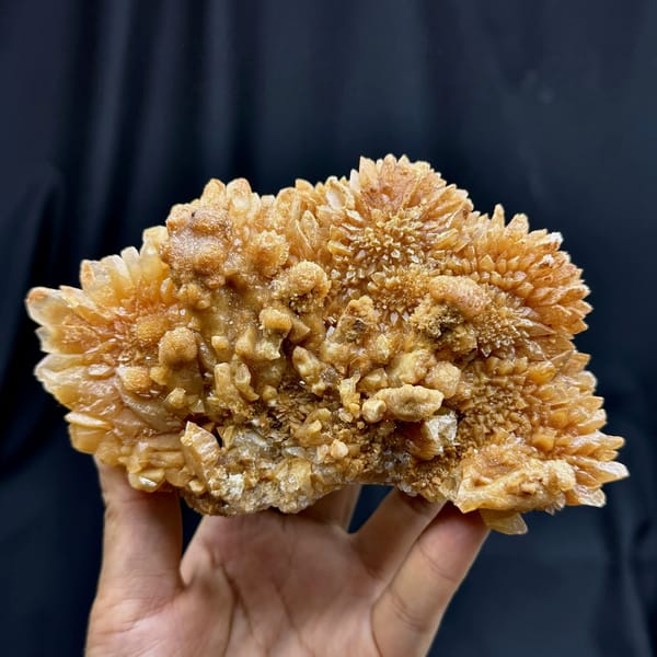 Plate of tan chrysanthemum calcite sprays from Yunnan, China, held in hand