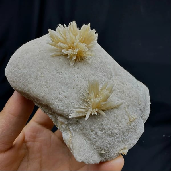 Two radiating cream calcite flowers on grey block from Yunnan, China, held in hand