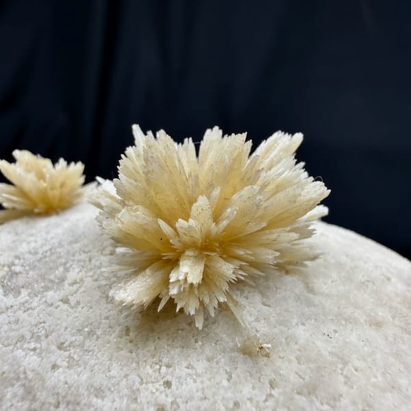 Two radiating cream calcite flowers on grey block from Yunnan, China, close-up of the crystal faces