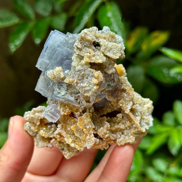 Blue-edged fluorite cubes on tan mica and quartz from Yaogangxian Mine, Hunan, China
