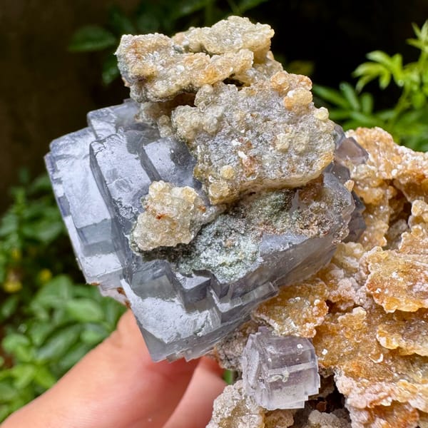 Blue-edged fluorite cubes on tan mica and quartz from Yaogangxian Mine, Hunan, China, reverse side