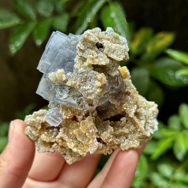 Blue-edged fluorite cubes on tan mica and quartz from Yaogangxian Mine, Hunan, China, detail of the matrix contact