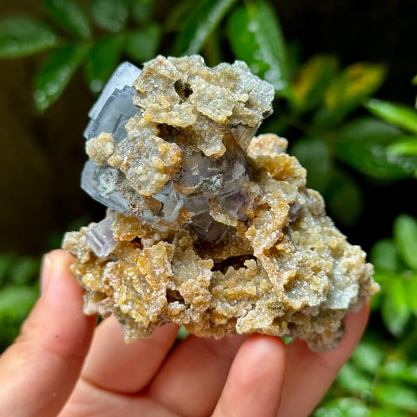 Blue-edged fluorite cubes on tan mica and quartz from Yaogangxian Mine, Hunan, China, side view