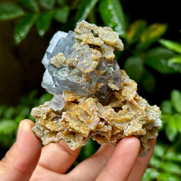 Blue-edged fluorite cubes on tan mica and quartz from Yaogangxian Mine, Hunan, China, close-up of terminations