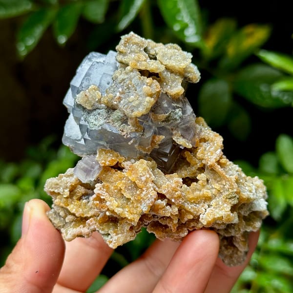 Blue-edged fluorite cubes on tan mica and quartz from Yaogangxian Mine, Hunan, China, overall view