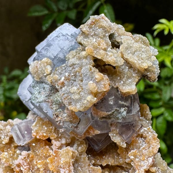 Blue-edged fluorite cubes on tan mica and quartz from Yaogangxian Mine, Hunan, China, another angle