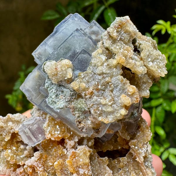 Blue-edged fluorite cubes on tan mica and quartz from Yaogangxian Mine, Hunan, China, detail of the associations