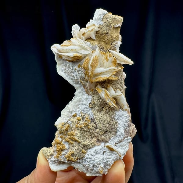 Tan baryte blades on white aragonite ridge from Morocco, held in hand